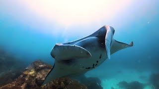 Nusa Penida (Bali) 2024  Diving with manta rays