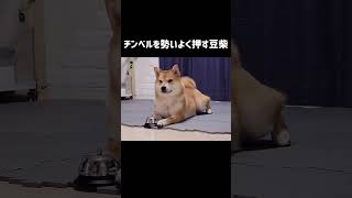 チンベルを勢いよく押す豆柴 #shorts