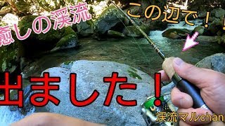 癒しの渓流　[綺麗な岩魚編] 尺超え！？