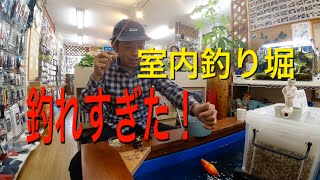 室内釣り堀！釣りしてみた！【管釣り】fishing pond shimi