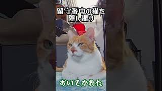 家族がお出かけ！おいてかれた猫を隠し撮り　#shorts