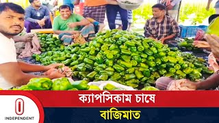 বিদেশি সবজি চাষের মাত্র ৬০ দিন পর ১৪ লাখ টাকা লাভের হাতছানি! | Capsicum | Independent TV