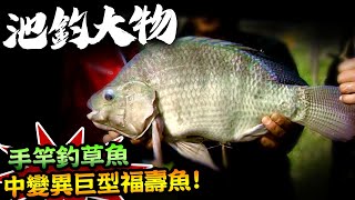 【★池釣大物!!用海釣竿釣中變異巨型福壽魚?!★】挑戰用海釣竿\u0026手竿釣草魚!!