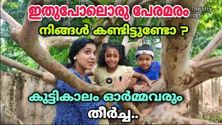 ഇതുപോലൊരു പേര മരം നിങ്ങൾ കണ്ടിട്ടുണ്ടോ. കുട്ടികാലം ഓർമ്മവരും.. തീർച്ച | Nostalgic guava tree |