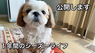 これを見たら200％シーズーが飼いたくなる動画【2021年総集編】