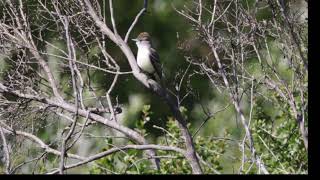 Ash-throated Flycatcher, South Fork Eel River, Humboldt County, California, May 18, 2026