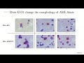 heckmann d 2019 molecular mechanisms of aml development u0026 treatment using phosphoproteomics