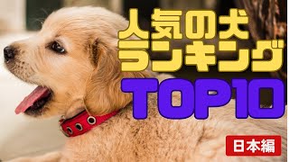 人気の犬ランキング TOP10 日本編