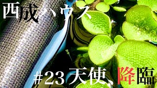 【メダカ】西成ハウス#23