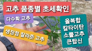 고추 품종별 초세 확인 (올복합,칼타이탄, 티탄대박, 소뿔고추,큰탑신 청양고추)