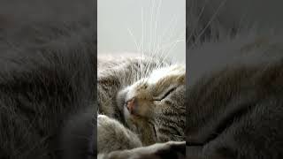 Sweet Cat Sleeps - Tatlı Kedi Uyuyor