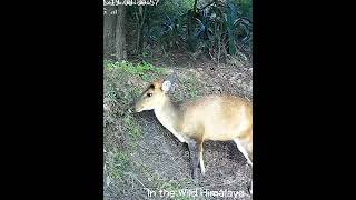 Himalayan Waterhole | kaker Grazing Close #himalayanwildlife