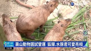 壽山動物園試營運  狐獴.水豚君可愛亮相｜華視新聞 20221216