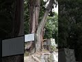 武田八幡宮　紙垂がクルクル