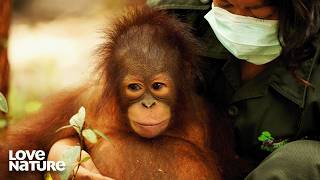 Love Among Orangutans? | Becoming Orangutan 102