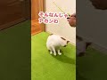 ぼくちょっとええ猫やからな…こんな事も出来んねやで！？【おしゃべりする猫】 shorts 【猫アテレコ】