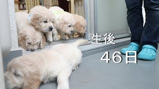 アイン村　チロの子生後46日目（Golden Retriever Puppies）