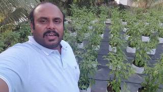 KTG Agro Services Terrace garden