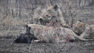 Mbiri Lions Take Down Two Wildebeest at Once | Tintswalo Safari Clips