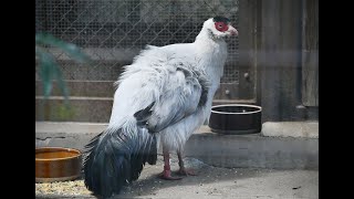 シロミミキジのいる動物園！よこはま動物園ズーラシア