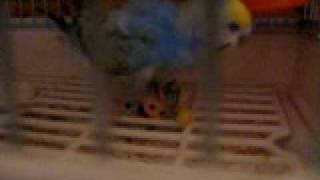 セキセイインコ　白内障　ララちゃん御乱心　20100222