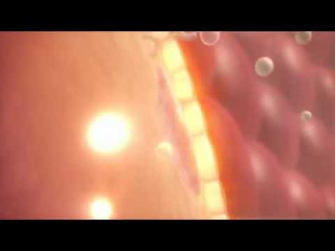 How does Insulin work How does Insulin work