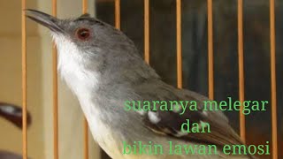 cocok tuk memancing burung biar cepat bunyi#kicau#kicaumania#kicaumanianusantara#burung#ciblek