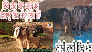 For Animals Saleਤਿੰਨ ਮੱਝਾਂ ਵਿਕਾਉ ਤੈਂ ਇੱਕ ਗਾਂ ਨਿਲੀ ਰਾਵੀ ਮੱਝ ਵੀ ਚੰਗੀDate-20-12-21 #mohra #niliravi