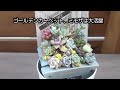 【多肉植物】【diy】ハンギングプランターの寄せ直しとdiyウッドプランター寄せ植えの紹介