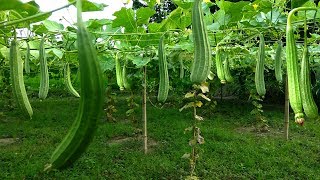 কম খরচে ও কম পরিশ্রমে সহজ ঝিঙ্গা চাষ পদ্ধতি। modern ridge gourd cultivation.