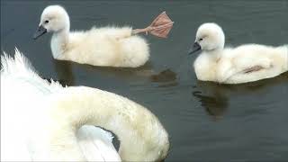 手賀沼の白鳥親子　Swan Family　2018/5/24