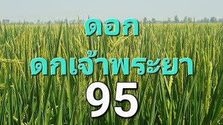 พันธุ์ใหม่ไม่ธรรมดา ดกเจ้าพระยา [95] ดอกใหญ่ใบดี