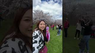 加拿大🇨🇦救生艇 - 賞櫻篇🌸│ 多倫多 #CentennialPark #櫻花樹 一字排開 │ #Sakura #Cherry #Blossom - #Toronto #2024