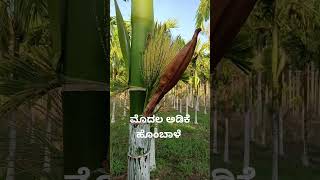 ಅಡಿಕೆ ಮೊದಲ ಹೊಂಬಾಳೆ #arecanut #agriculture #agricultura