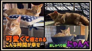 こんな姿は癒されます ではどうぞ【茶トラ猫】#猫 #猫動画 #茶トラ