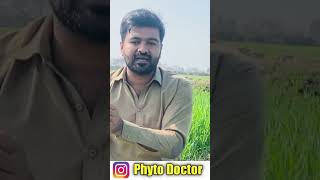 Fertiliser Plan at booting stage of wheat. #shortsviral #wheat #trendingshorts @Phyto.doctorr