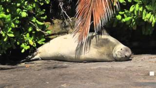 Hawaiian Monk Seals - Kaiwi and the palm tree