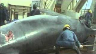 Japan suspends whale hunt