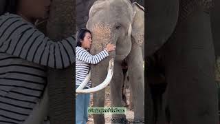 ช้างตกมันน่ากลัวไหม มาดูกันค่ะ Is it scary when an elephant goes into musthLet's take a look.