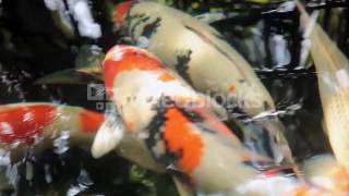 KOI FANCY CARP ARE SWIMMING IN ABOVE SPL6NC0GG