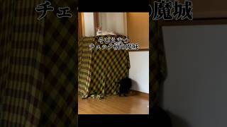 【猫実況】ジャンプで飛び乗る自信は無いらしい猫 #猫 #猫動画 #猫のいる暮らし #ねこ #cat #shorts