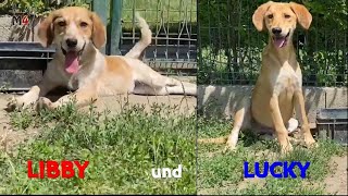 Mentor4dogs LIBBY und LUCKY