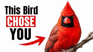7 Signs a Cardinal Has Been Secretly Watching You