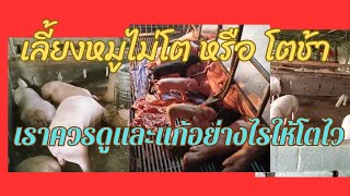 หมูไม่โตเป็นเพราะอะไร..?จะแก้ได้ไหม.#ขุนหมูขาย #วิธีเลี้ยงหมู