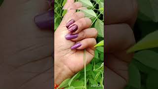 এই ফুলের নাম অপরিজিতা বা নিল কন্ঠ ফুল 🥰🥰🥰🥰🥰🥰🥰🥰🥰🥰🥰#youtube #shorts #video