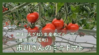 市川さんのミニトマト【産地見学】／生協（COOP）でおすすめの配達購入可能な商品を深堀り！【コープあいち公式】ほこチャンネル