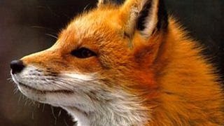 Ylvis - The Fox (what does the fox say?) Lyrics
