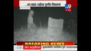 Ahmednagar: बिबट्याच्या बछड्याची आईशी भेट घडवण्यासाठी वनविभागाची ‘आयडीयाची कल्पना’–TV9