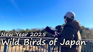 新年探鳥！池を覗いたら、カワセミがカワセミに獲物を自慢してた(笑)【Nikon P950＆D500撮影】