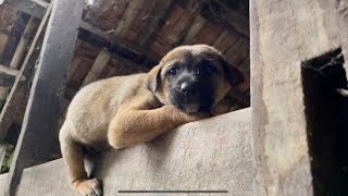 Rescue a puppy stuck on a beam | Bring peace back to the puppy